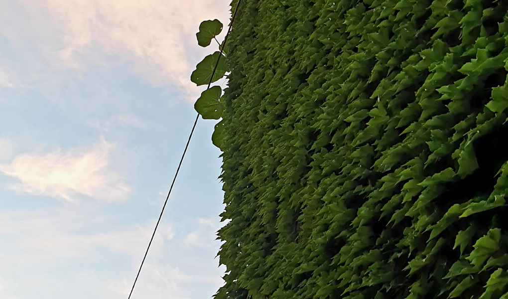 An einer Wand voll Veitschi klettert auch eine Kürbispflanze hoch.