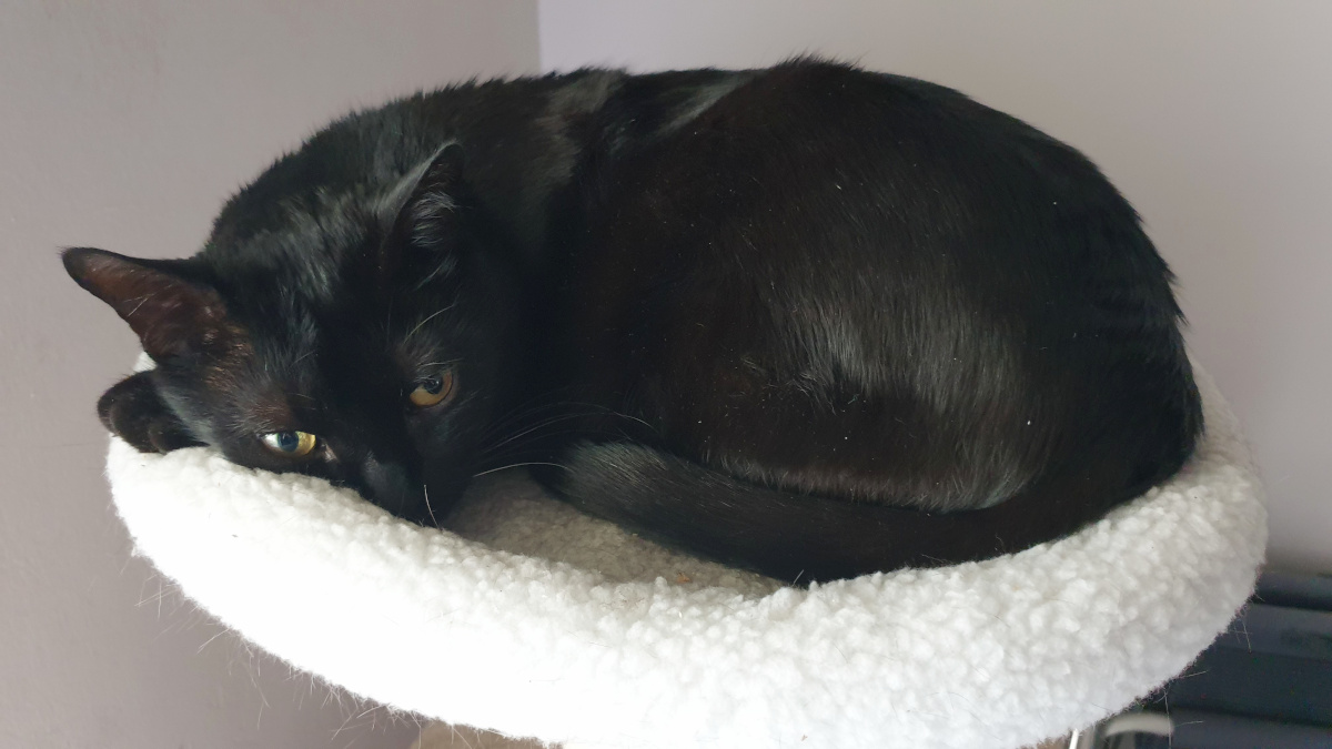 unzufriedener Hexenkater