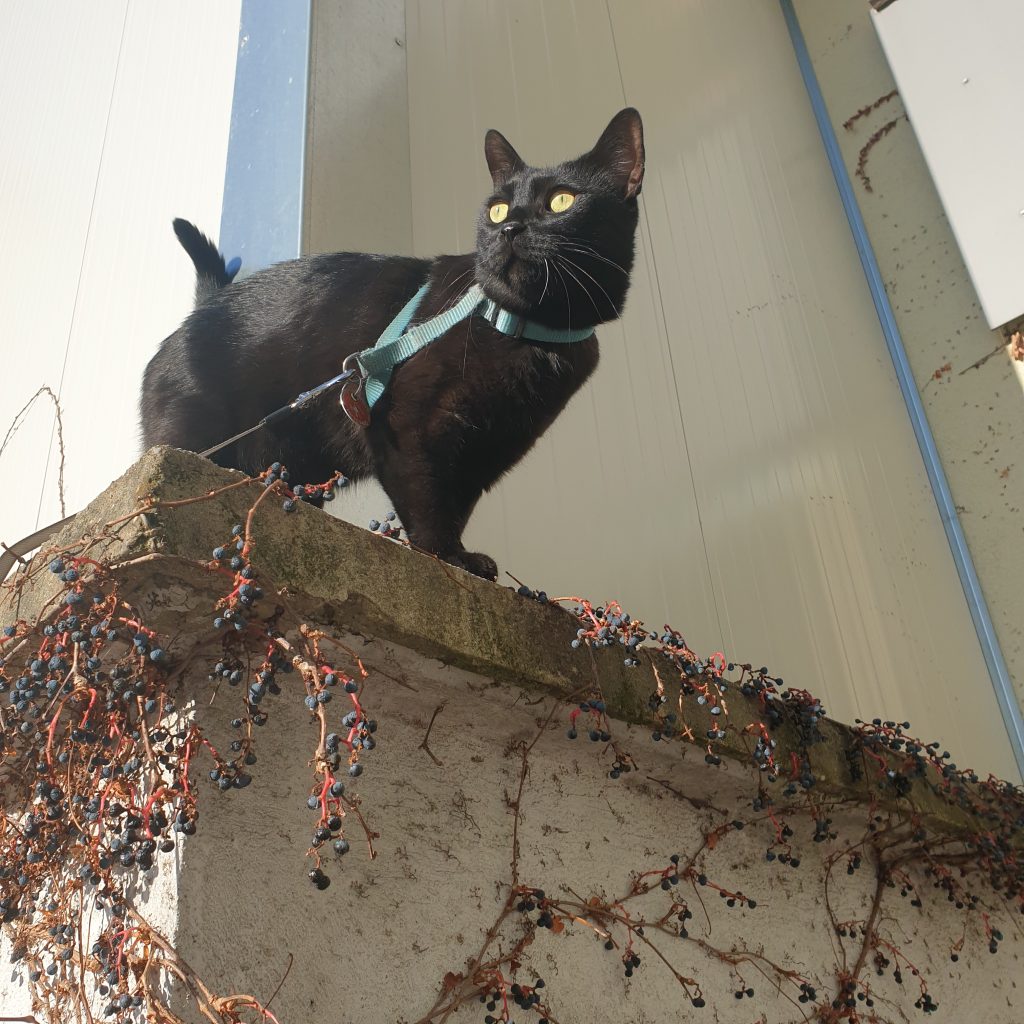 Katze auf der Mauer