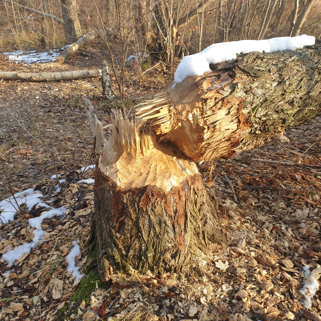 Vom Biber gefällter Baum.