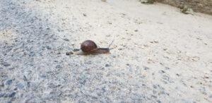 Eine Schnecke in voller Fahrt.