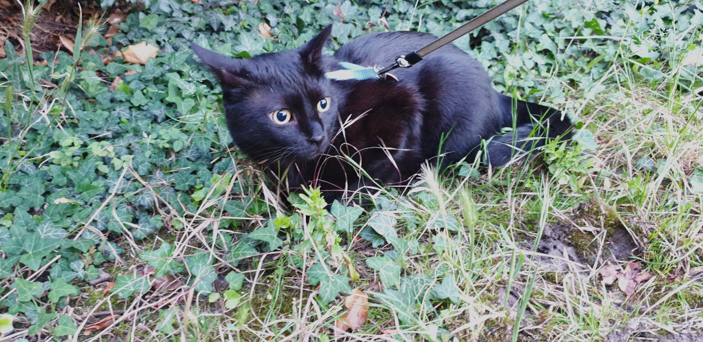 Schwarze Katze an der Leine, ein Ohr nach hinten gelegt.